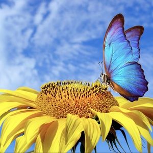 Meet your Posher, Lynette